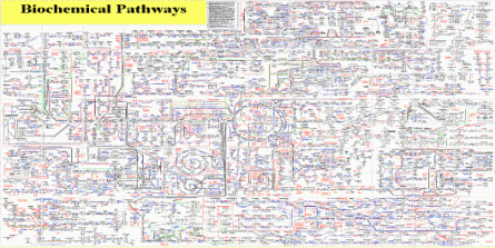 Biochemical Pathways